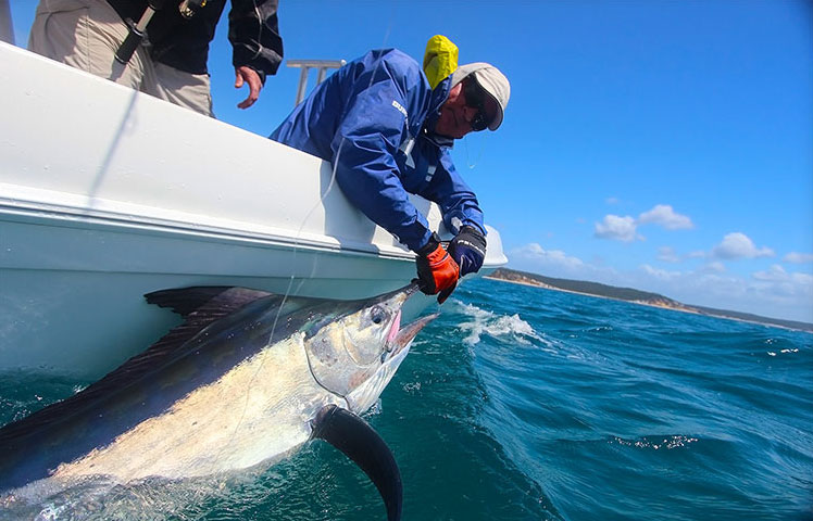 bringing in a mac tuna hervey bay qld