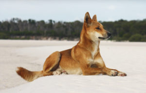 dingo fraser island